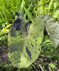 Alocasia Mojito Live Plant - Variegated Elephant Ear Houseplant Indoor - Image 5