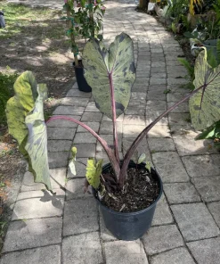 Alocasia Mojito Live Plant - Variegated Elephant Ear Tropical Houseplant - Image 5