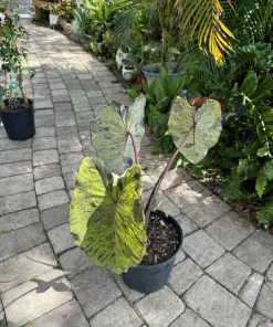 Alocasia Mojito Live Plant - Variegated Elephant Ear Tropical Houseplant - Image 6