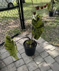 Alocasia Mojito Live Plant - Variegated Elephant Ear Tropical Houseplant - Image 7