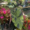 Alocasia Mojito Live Plant – Variegated Elephant Ear Houseplant – Indoor Tropical Plant - Image 1