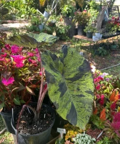 Alocasia Mojito Live Plant – Variegated Elephant Ear Houseplant – Indoor Tropical Plant - Image 1