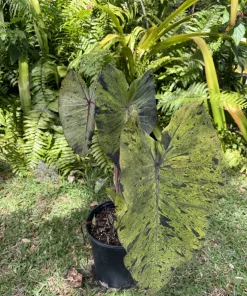 Alocasia Mojito Live Plant - Variegated Elephant Ear Tropical Houseplant - Image 8