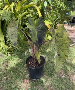 Alocasia Mojito Live Plant - Variegated Elephant Ear Tropical Houseplant - Image 9