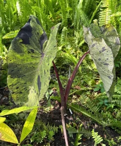 Alocasia Mojito Live Plant - Variegated Elephant Ear Houseplant Indoor - Image 1