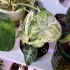 Alocasia Ninja Tricolor Variegated Live Plant - Rare Elephant Ear Houseplant - Image 1