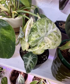 Alocasia Ninja Tricolor Variegated Live Plant - Rare Elephant Ear Houseplant - Image 1