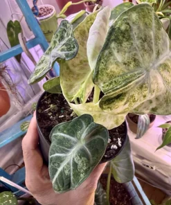 Alocasia Ninja Tricolor Variegated Live Plant - Rare Elephant Ear Houseplant - Image 2