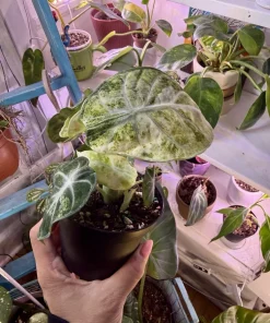 Alocasia Ninja Tricolor Variegated Live Plant - Rare Elephant Ear Houseplant - Image 3