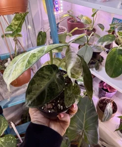 Alocasia Ninja Tricolor Variegated Live Plant - Rare Elephant Ear Houseplant - Image 4