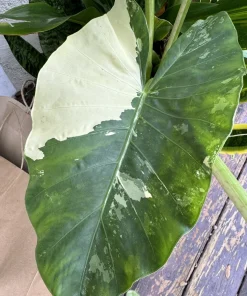 Alocasia Odora Variegata Live Plant - Variegated Elephant Ear Houseplant - Image 2