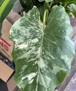 Alocasia Odora Variegata Live Plant - Variegated Elephant Ear Houseplant - Image 3