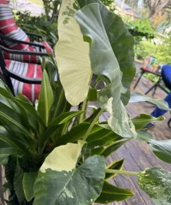Alocasia Odora Variegata Live Plant - Variegated Elephant Ear Houseplant - Image 4