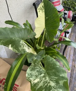 Alocasia Odora Variegata Live Plant - Variegated Elephant Ear Houseplant - Image 5