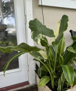 Alocasia Odora Variegata Live Plant - Variegated Elephant Ear Houseplant - Image 6