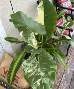 Alocasia Odora Variegata Live Plant - Variegated Elephant Ear Houseplant - Image 7