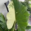 Alocasia Odora Variegata Live Plant - Variegated Elephant Ear Houseplant - Image 1