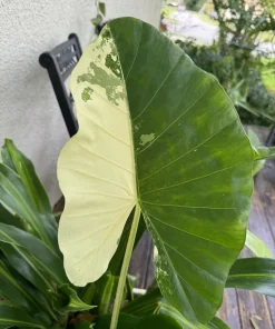 Alocasia Odora Variegata Live Plant - Variegated Elephant Ear Houseplant - Image 1