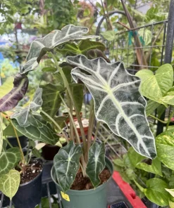 Alocasia Polly Live Plant - African Mask Elephant Ear Houseplant - Image 1