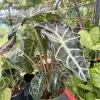 Alocasia Polly Live Plant – African Mask Plant – Indoor Houseplant - Image 1