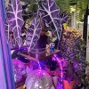 Alocasia Polly Live Plant - Exotic Indoor Houseplant - Image 1