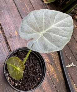 Alocasia Regal Shield Aurea Live Plant - Rare Variegated Elephant Ear Houseplant - Image 2