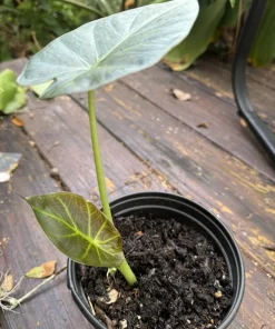 Alocasia Regal Shield Aurea Live Plant - Rare Variegated Elephant Ear Houseplant - Image 3
