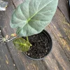 Alocasia Regal Shield Aurea Live Plant - Rare Variegated Elephant Ear Houseplant - Image 1