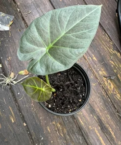 Alocasia Regal Shield Aurea Live Plant - Rare Variegated Elephant Ear Houseplant - Image 1