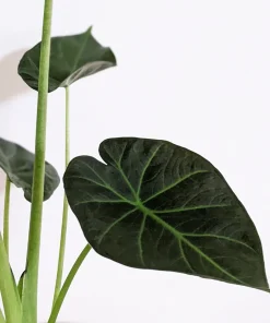 Alocasia Regal Shield Live Plant - Potted Houseplant for Indoors - Image 2