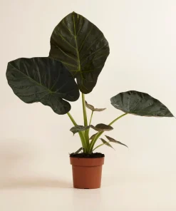 Alocasia Regal Shield Live Plant - Potted Houseplant for Indoors - Image 3