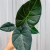 Alocasia Regal Shield Live Plant - Potted Houseplant for Indoors - Image 1