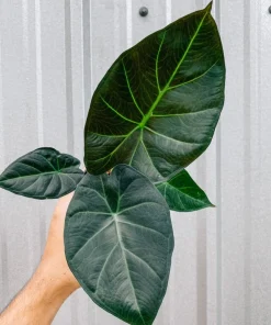 Alocasia Regal Shield Live Plant - Potted Houseplant for Indoors - Image 1