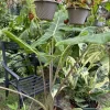 Alocasia Sarian Live Plant - 6 Inch Tall Exotic Indoor Foliage - Image 1