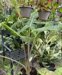 Alocasia Sarian Live Plant - 6 Inch Tall Exotic Indoor Foliage - Image 1