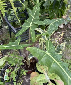 Alocasia Sarian Live Plant - Elephant Ear Tropical Houseplant - 6 in Pot - Image 2