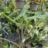Alocasia Sarian Live Plant - Elephant Ear Tropical Houseplant - 6 in Pot - Image 1