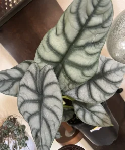 Alocasia Silver Dragon Live Plant – 6 inch – Indoor/Outdoor Houseplant - Image 2