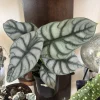 Alocasia Silver Dragon Live Plant – 6 inch – Indoor/Outdoor Houseplant - Image 1