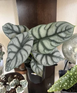 Alocasia Silver Dragon Live Plant – 6 inch – Indoor/Outdoor Houseplant - Image 1