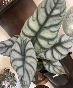 Alocasia Silver Dragon Live Plant, 6 Inch Pot, Rare Indoor & Outdoor Houseplant - Image 2