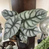 Alocasia Silver Dragon Live Plant, 6 Inch Pot, Rare Indoor & Outdoor Houseplant - Image 1