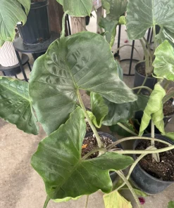 Alocasia Stingray Live Plant - Unique Elephant Ear Tropical Houseplant Potted - Image 1