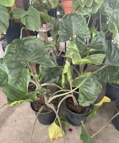 Alocasia Stingray Live Plant - Unique Elephant Ear Tropical Houseplant Potted - Image 2
