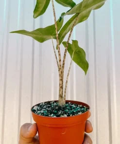 Alocasia Tigrina Live Plant - Exotic Indoor Houseplant - Image 2