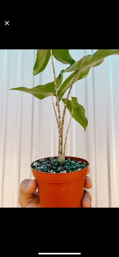 Alocasia Tigrina Live Plant - Exotic Indoor Houseplant - Image 2