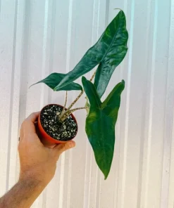 Alocasia Tigrina Live Plant - Exotic Indoor Houseplant - Image 3