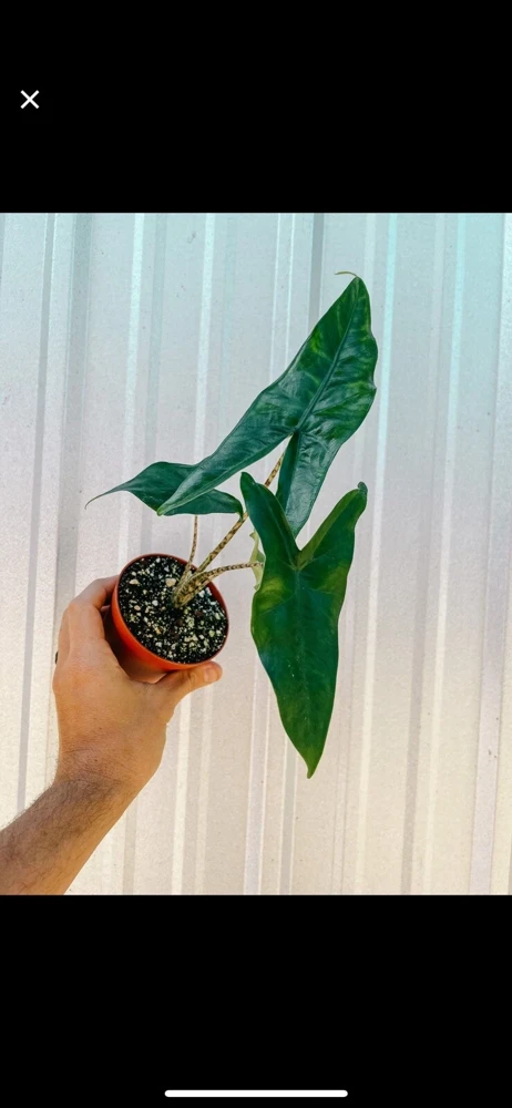 Alocasia Tigrina Live Plant - Exotic Indoor Houseplant - Image 3