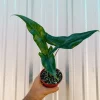 Alocasia Tigrina Live Plant - Exotic Indoor Houseplant - Image 1