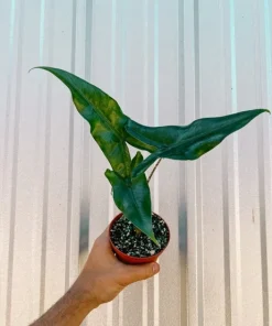 Alocasia Tigrina Live Plant - Exotic Indoor Houseplant - Image 1